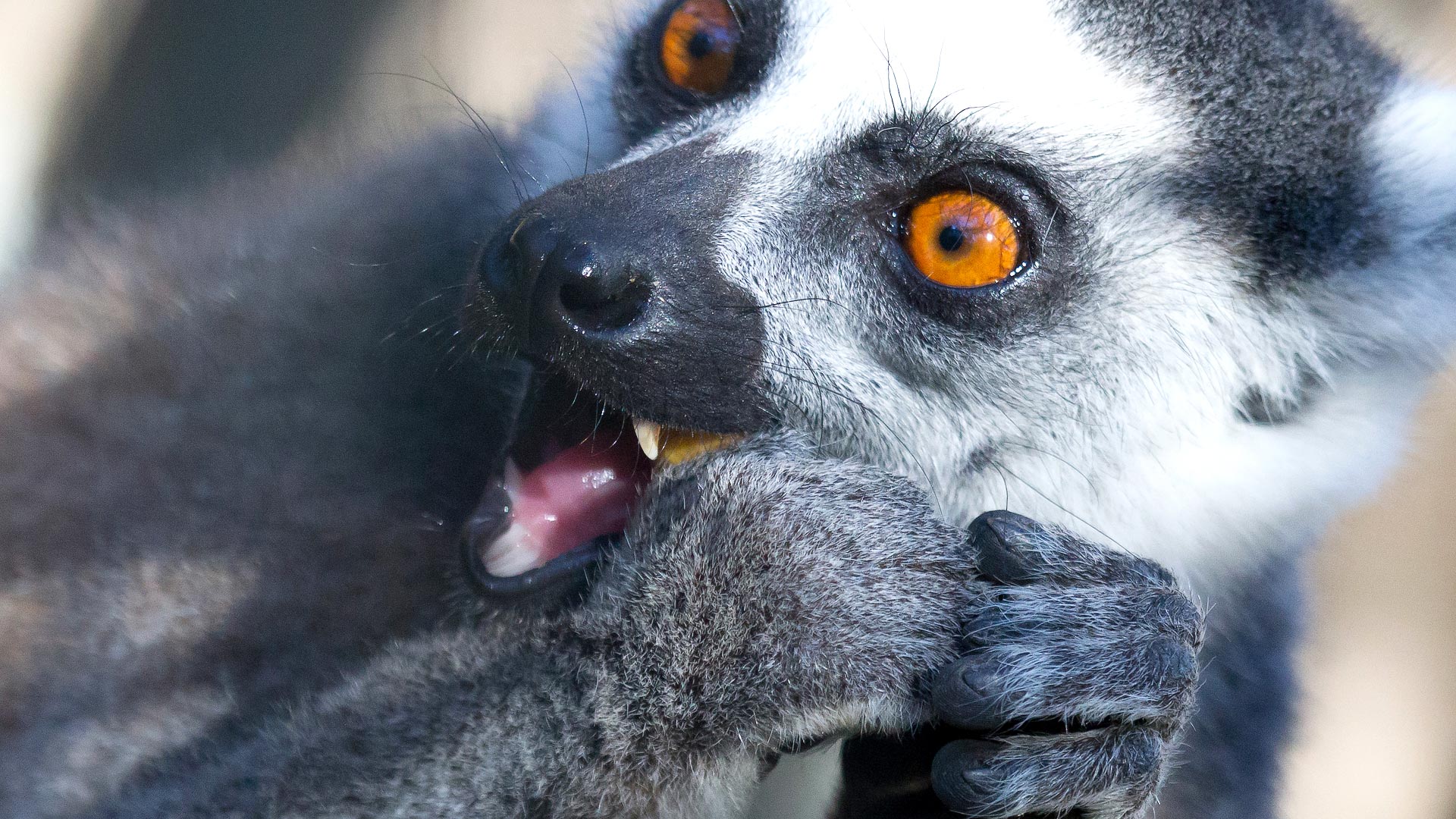 ... a small community-operated sanctuary, best known for its ring-tailed lemurs.
